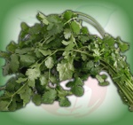 cilantro.jpg